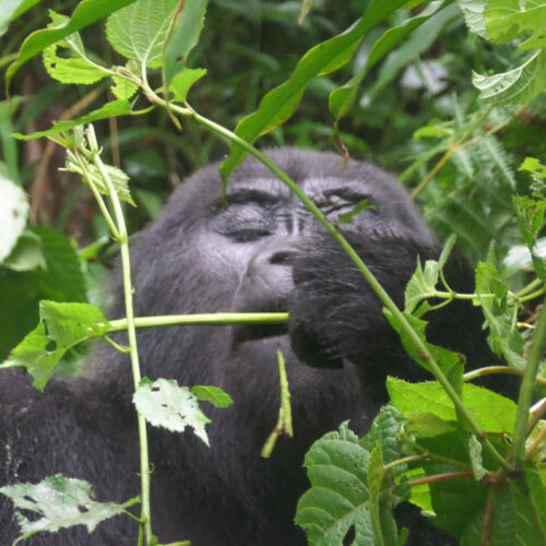 Mountain gorilla feeding in Volcanoes National Park during the 7 Day Best of Rwanda Safari featuring gorilla trekking, chimpanzee tracking, Akagera wildlife, and Nyungwe Forest.