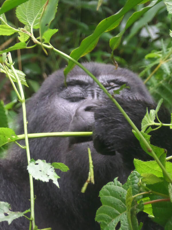Mountain gorilla feeding in Volcanoes National Park during the 7 Day Best of Rwanda Safari featuring gorilla trekking, chimpanzee tracking, Akagera wildlife, and Nyungwe Forest.