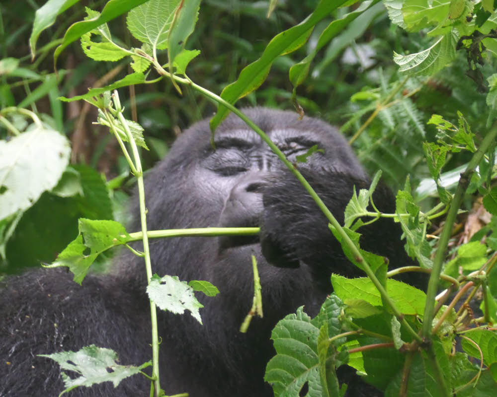 Mountain gorilla feeding in Volcanoes National Park during the 7 Day Best of Rwanda Safari featuring gorilla trekking, chimpanzee tracking, Akagera wildlife, and Nyungwe Forest.
