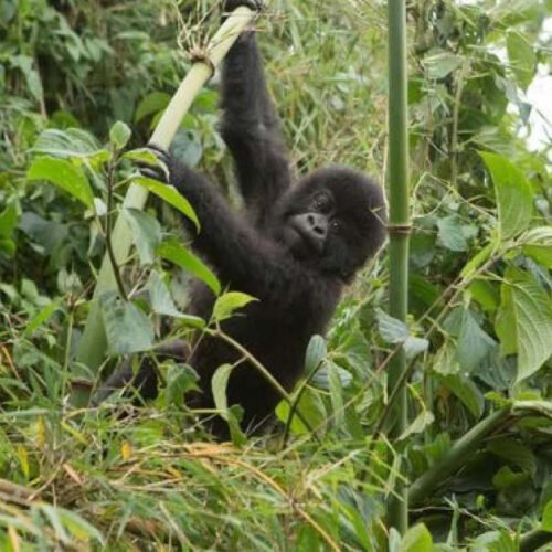 Best of Rwanda Safari featuring gorilla trekking in Volcanoes National Park