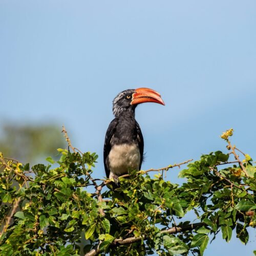 Bird perched on a tree during a Uganda Birding and Wildlife Safari in Bwindi Forest