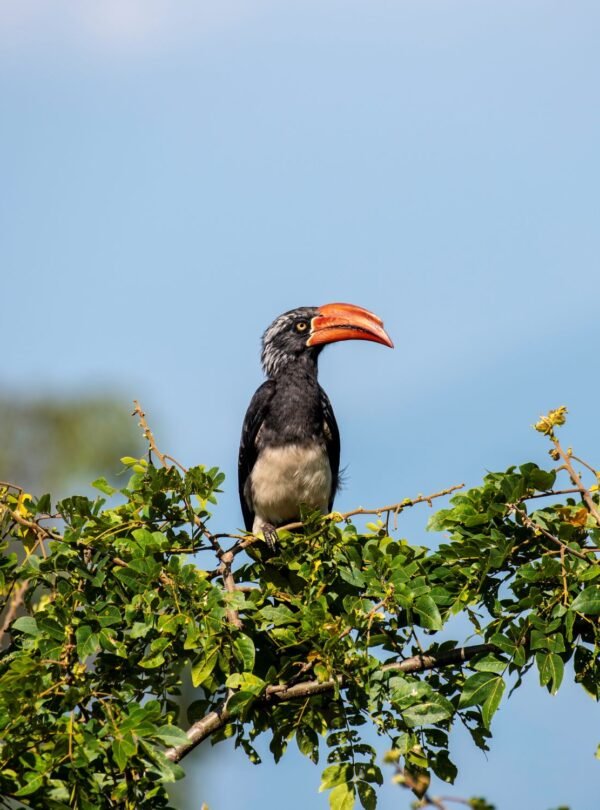 Bird perched on a tree during a Uganda Birding and Wildlife Safari in Bwindi Forest