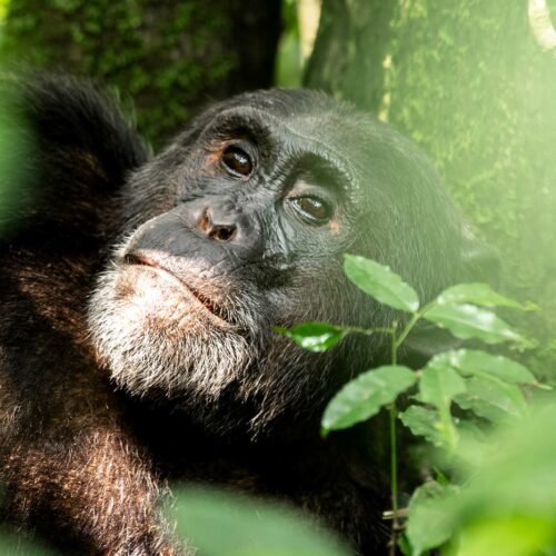 Chimpanzee tracking experience during a Rwanda Gorilla and Chimpanzee Safari in Nyungwe Forest National Park