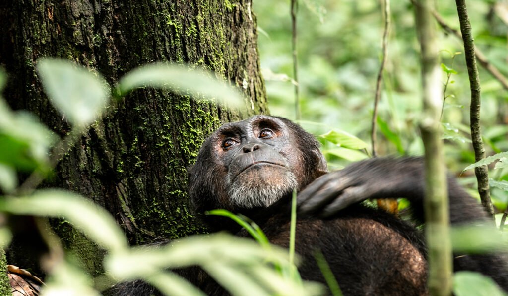 Chimpanzee tracking experience during the UG-P1 Kibale Primate Explorer Uganda Chimpanzee Safari