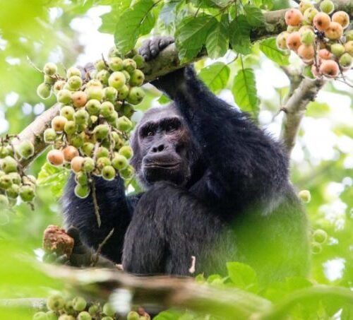 Chimpanzee tracking experience in Nyungwe Forest National Park Rwanda
