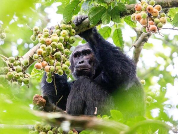 Chimpanzee tracking experience in Nyungwe Forest National Park Rwanda