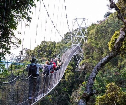 Nyungwe canopy walk rainforest Rwanda