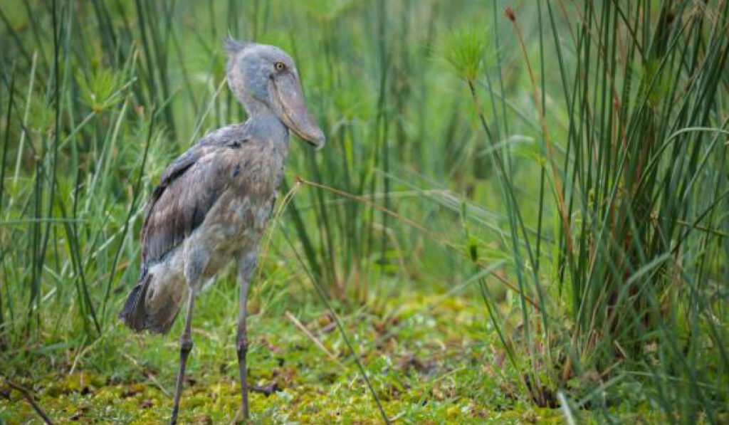 Shoebill bird during a Uganda Birding and Wildlife Safari in Mabamba Swamp