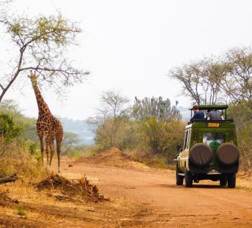 Wildlife safari in Akagera National Park Rwanda