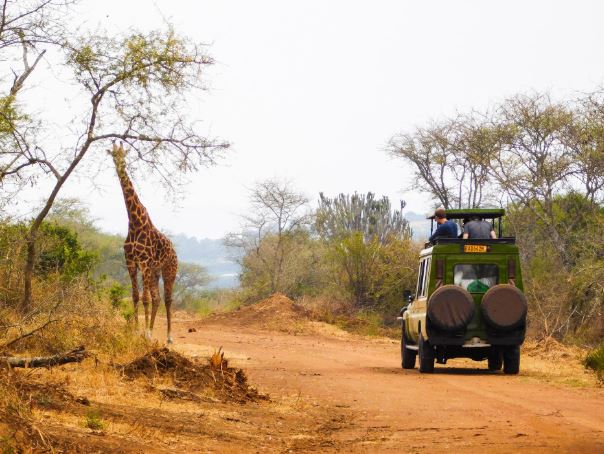 Wildlife safari in Akagera National Park Rwanda