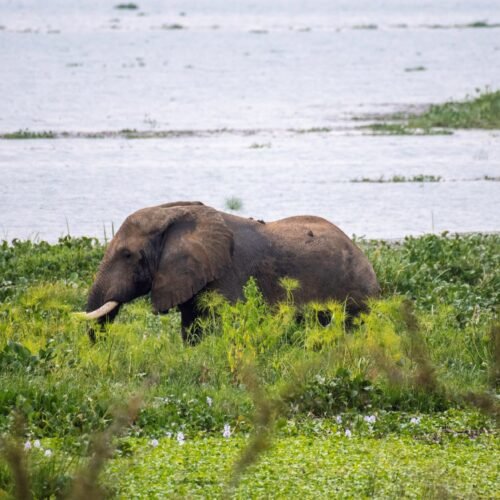 Luxury Wildlife Safari Rwanda featuring an elephant in Akagera National Park near Lake Ihema