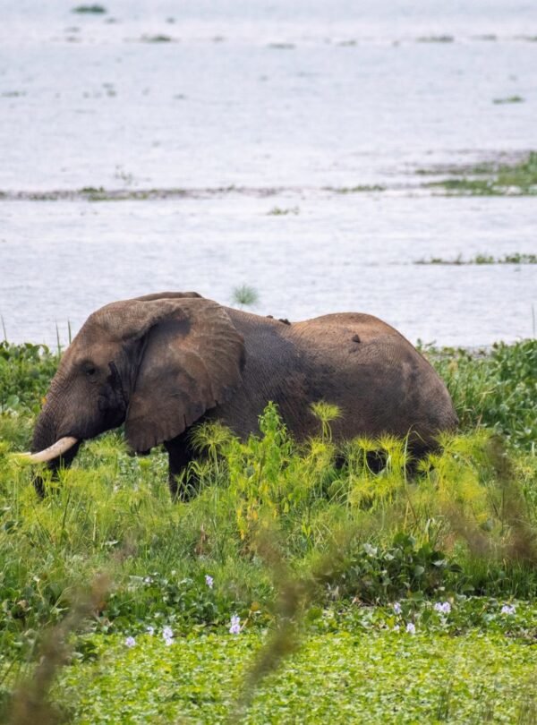 Luxury Wildlife Safari Rwanda featuring an elephant in Akagera National Park near Lake Ihema