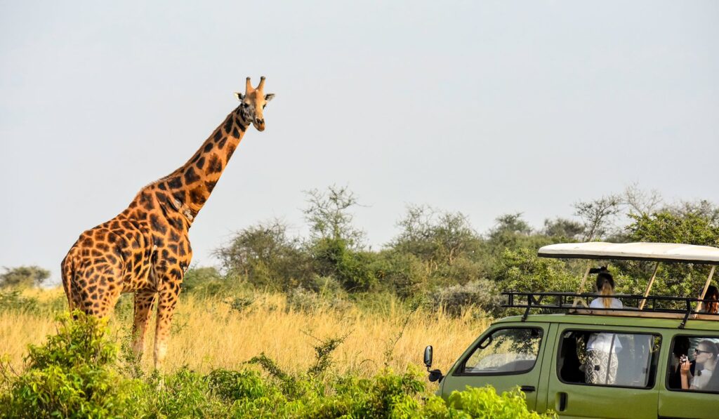 Giraffe viewing during a Best of Uganda Safari game drive showcasing Uganda’s diverse wildlife experiences