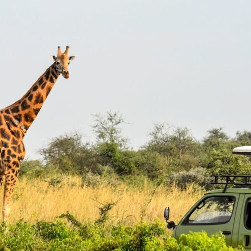 Giraffe viewing during a Best of Uganda Safari game drive showcasing Uganda’s diverse wildlife experiences