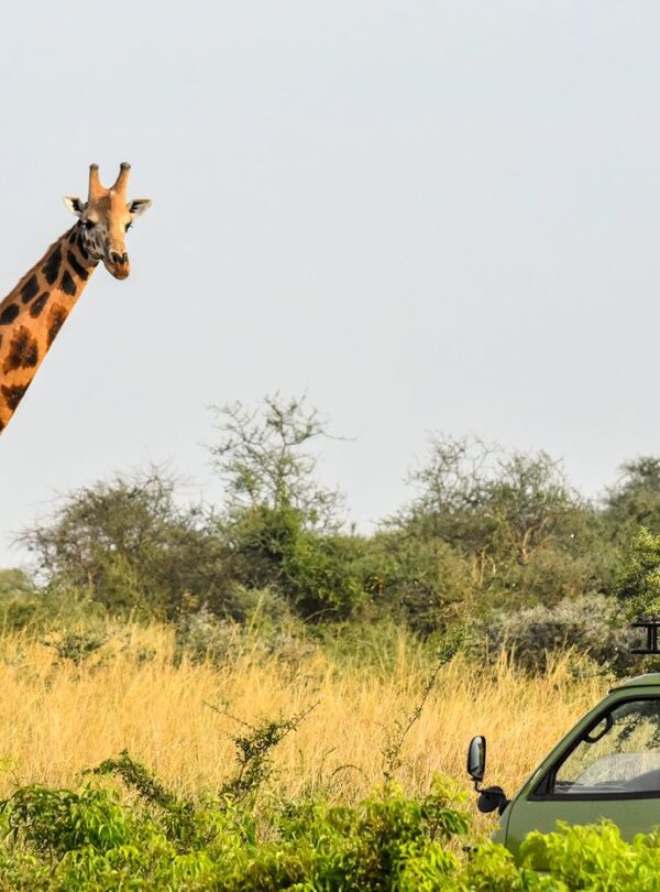 Giraffe viewing during a Best of Uganda Safari game drive showcasing Uganda’s diverse wildlife experiences