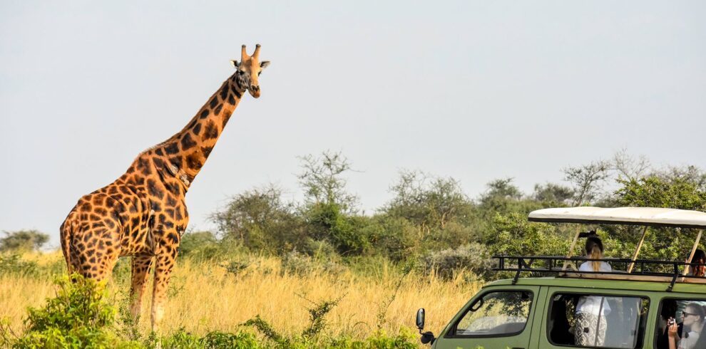 Giraffe viewing during a Best of Uganda Safari game drive showcasing Uganda’s diverse wildlife experiences