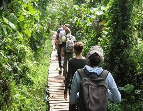 Guided nature walk through Bigodi Wetland Sanctuary on a Uganda Primate Safari