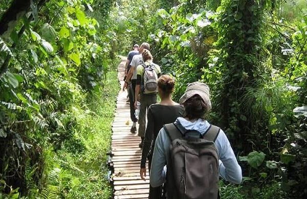 Guided nature walk through Bigodi Wetland Sanctuary on a Uganda Primate Safari