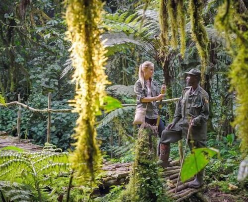 Guided nature walk during a Romantic Uganda Safari in Bwindi Forest