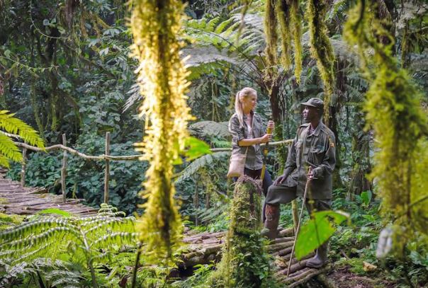 Guided nature walk during a Romantic Uganda Safari in Bwindi Forest