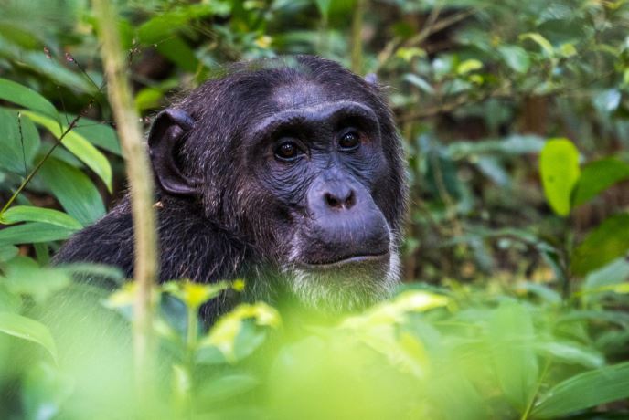 Chimpanzee tracking in Kibale National Park during a Uganda wildlife safari in western Uganda