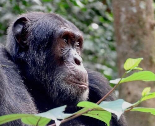 Chimpanzee encountered during chimpanzee tracking in Kibale National Park Uganda