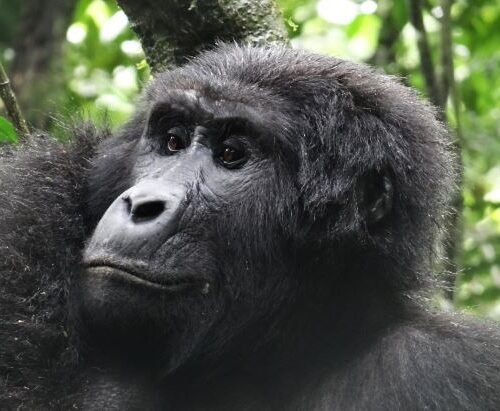 Mountain gorilla encountered during gorilla trekking in Uganda’s Bwindi Impenetrable National Park