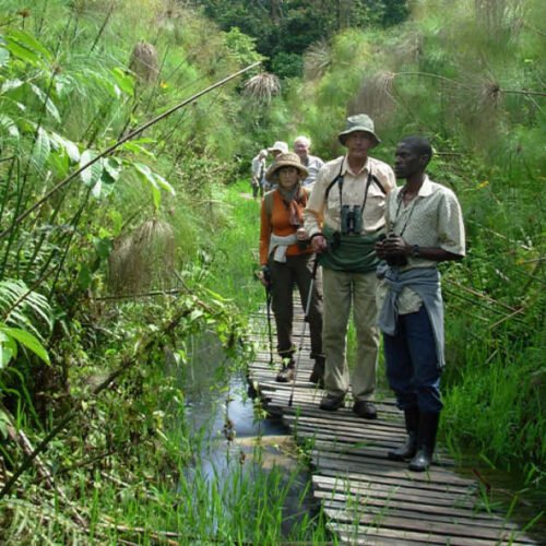 Guided bird watching safari in Uganda exploring forest and wetland habitats