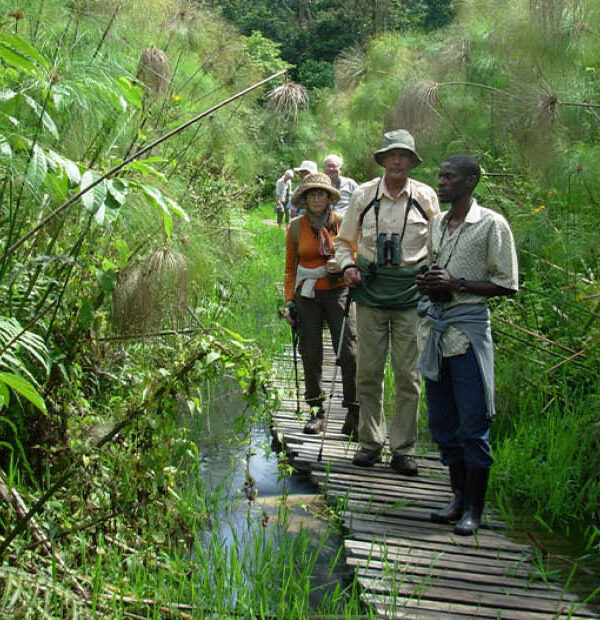 Guided bird watching safari in Uganda exploring forest and wetland habitats