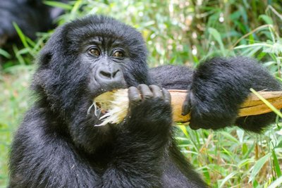 Honeymoon Gorilla Safari Uganda featuring a mountain gorilla in Bwindi Impenetrable National Park