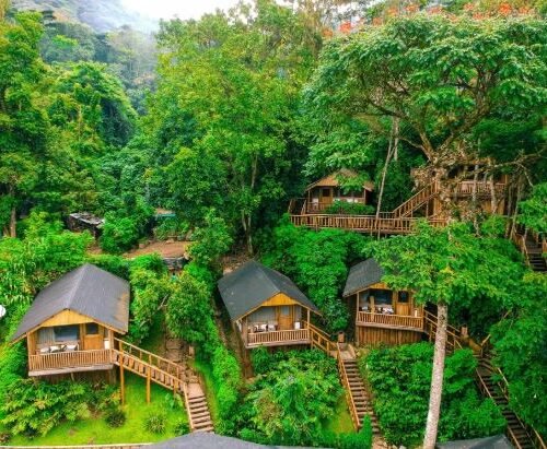 Luxury Gorilla Safari Uganda lodge surrounded by rainforest in southwestern Uganda