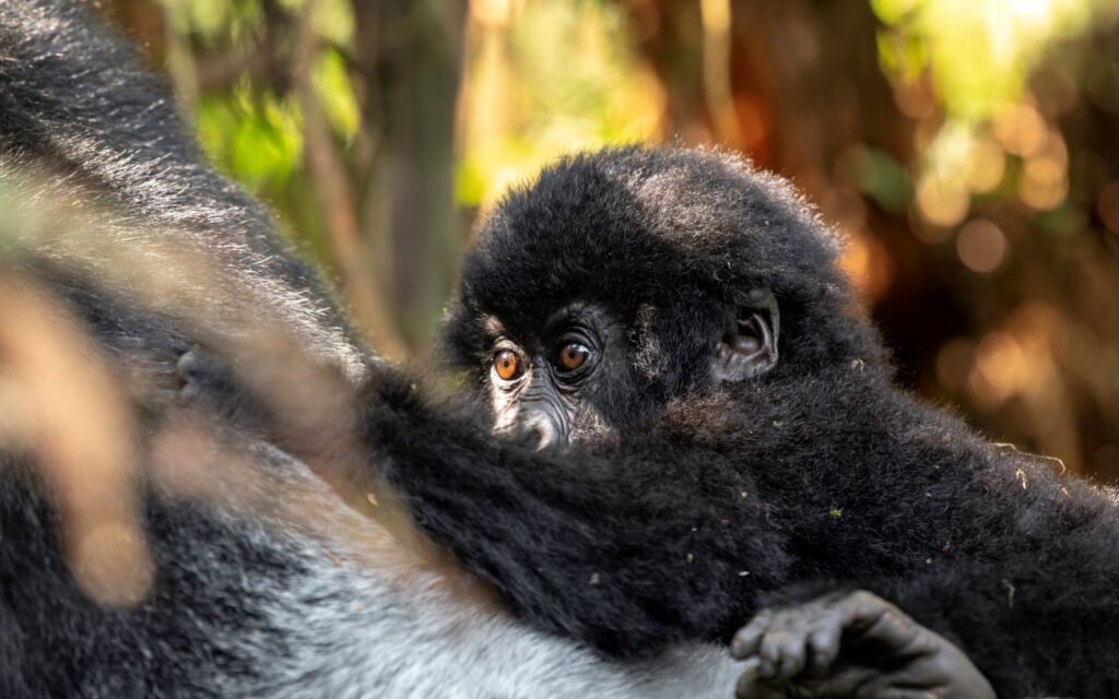 Mountain gorilla during a Luxury Gorilla Safari Uganda experience in Bwindi Impenetrable National Park