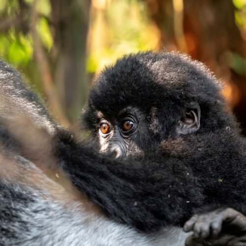 Mountain gorilla during a Luxury Gorilla Safari Uganda experience in Bwindi Impenetrable National Park