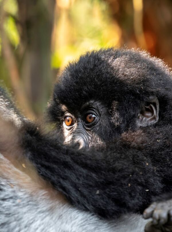 Mountain gorilla during a Luxury Gorilla Safari Uganda experience in Bwindi Impenetrable National Park