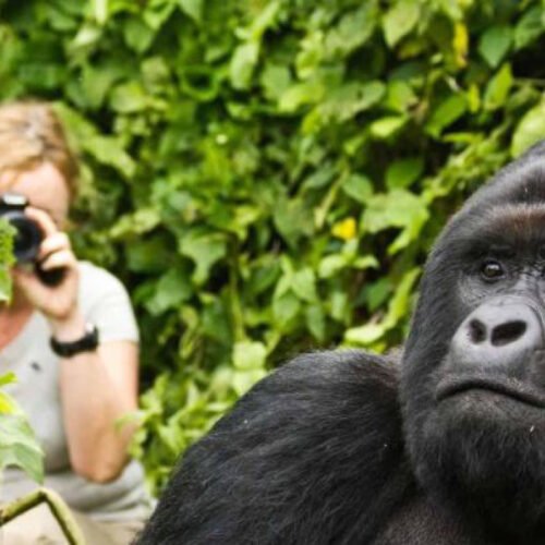 Guest observing mountain gorillas during a Luxury Gorilla Trekking Uganda experience in Bwindi Impenetrable National Park