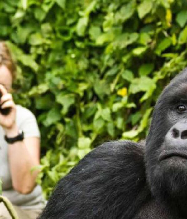 Guest observing mountain gorillas during a Luxury Gorilla Trekking Uganda experience in Bwindi Impenetrable National Park