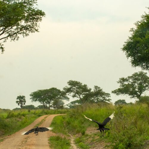 Scenic landscape of Murchison Falls National Park during a Uganda wildlife and gorilla safari