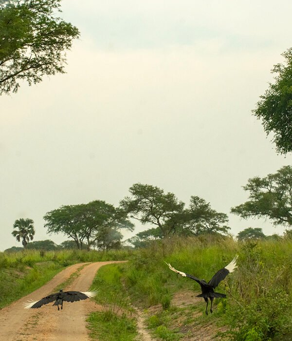Scenic landscape of Murchison Falls National Park during a Uganda wildlife and gorilla safari