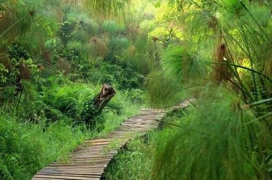 Rainforest trail in Kibale National Park used for chimpanzee tracking Uganda experiences