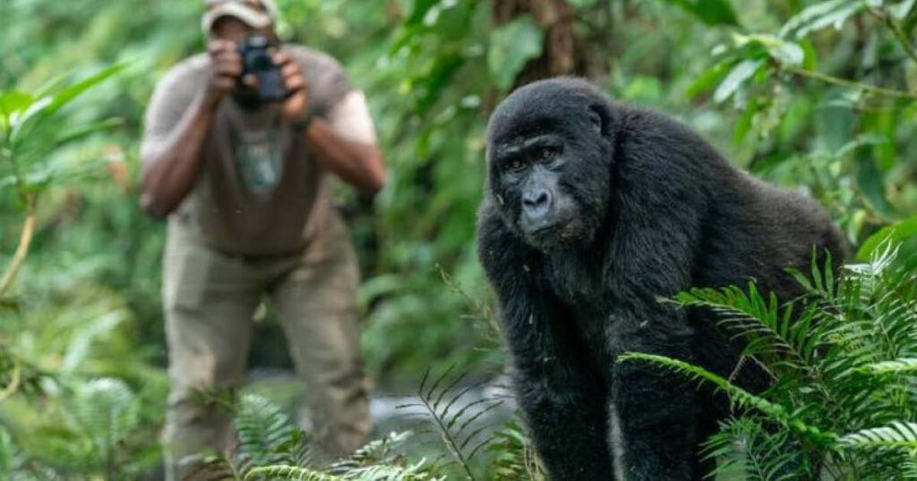 Gorilla observed during a Rwanda Gorilla and Chimpanzee Safari in Volcanoes National Park