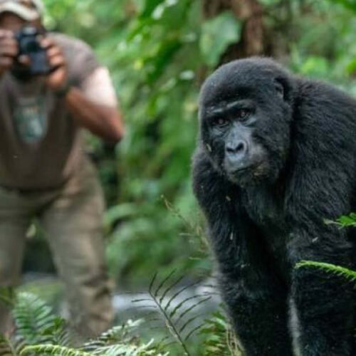 Gorilla observed during a Rwanda Gorilla and Chimpanzee Safari in Volcanoes National Park