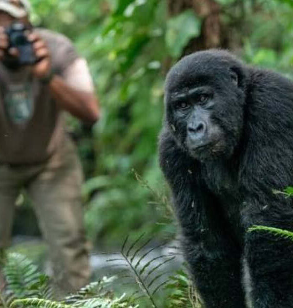 Gorilla observed during a Rwanda Gorilla and Chimpanzee Safari in Volcanoes National Park