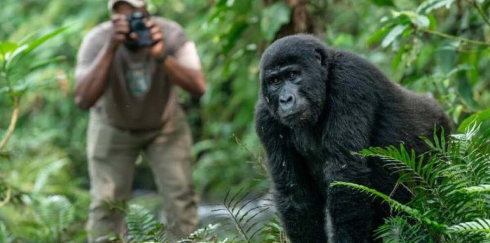 Gorilla observed during a Rwanda Gorilla and Chimpanzee Safari in Volcanoes National Park