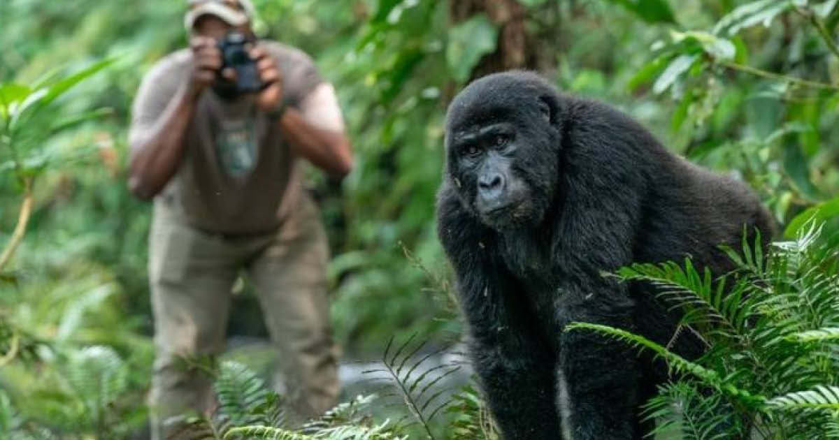 Volcanoes and Primates