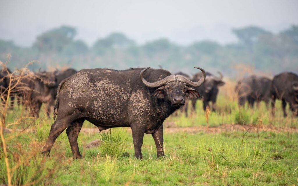 Buffalo herd during a Uganda Big Five Gorilla Safari in Queen Elizabeth National Park