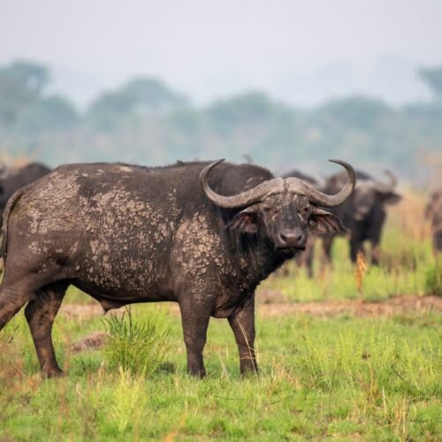 Buffalo herd during a Uganda Big Five Gorilla Safari in Queen Elizabeth National Park