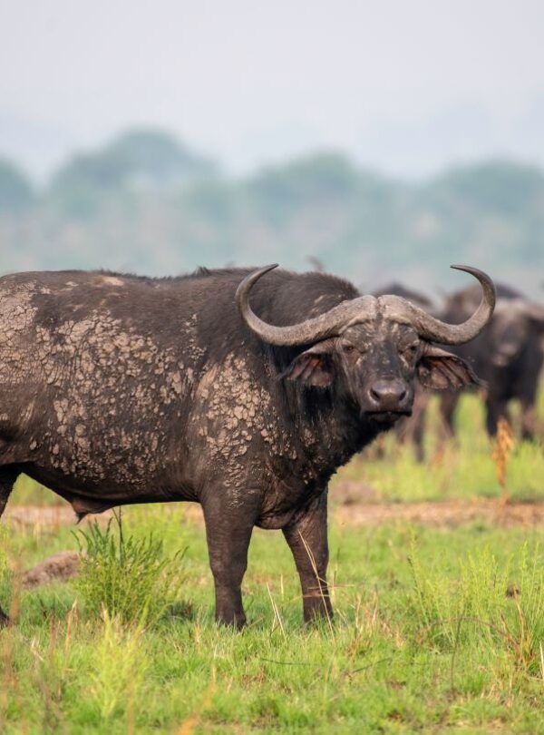 Buffalo herd during a Uganda Big Five Gorilla Safari in Queen Elizabeth National Park