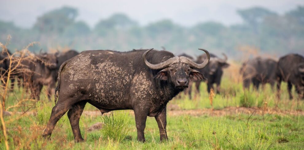 Buffalo herd during a Uganda Big Five Gorilla Safari in Queen Elizabeth National Park