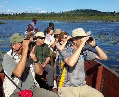 Birders searching for wetland species during a Uganda Birding Safari in Mabamba Swamp