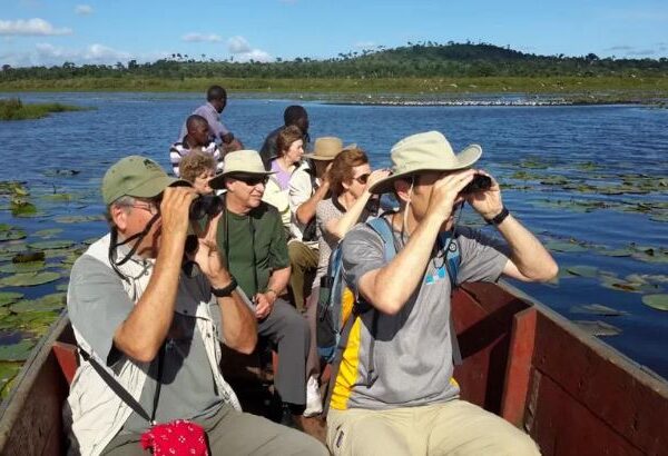 Birders searching for wetland species during a Uganda Birding Safari in Mabamba Swamp